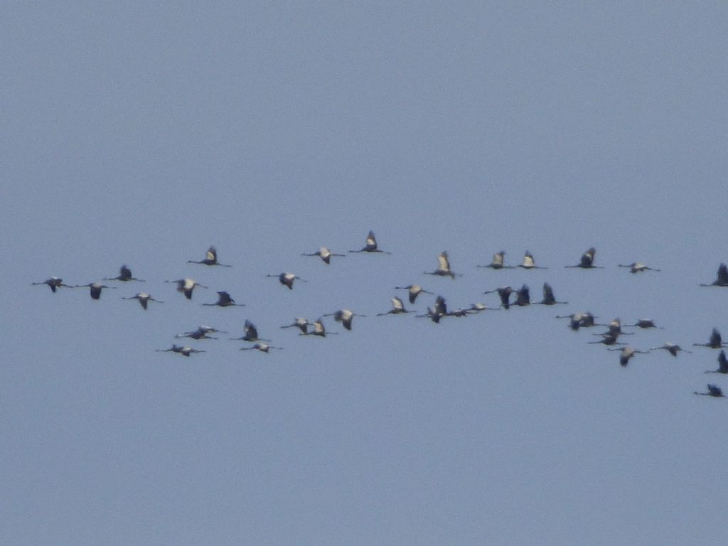 Cinque giorni ad Arenzano (GE): Gru